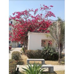 VENDO APTº 3 QUARTOS, C/ ÁREA DE SV, 1 VAGA,  COND PORTAL DO SOL. COD 528 R$ 240.000,00